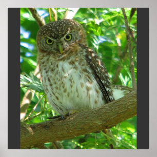 Poster Cuban Pygmy Owl Animal Feather Tree Nature Destiny