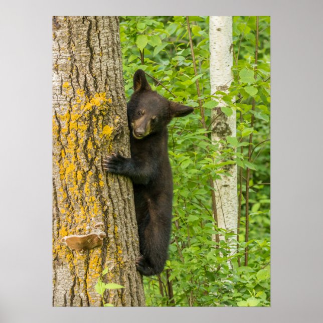 Poster Cube d'ours noir | Minnesota (Devant)