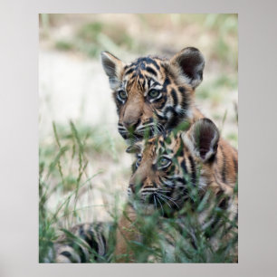 Poster Cubes de tigre