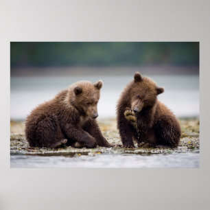 Poster Cubes d'ours Brown au ruisseau