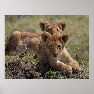 Poster Cubs de lions africains sauvages