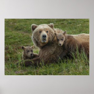 Poster Cubs d'ours Brown se léchant avec leur mère
