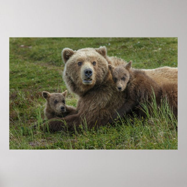 Poster Cubs d'ours Brown se léchant avec leur mère (Devant)