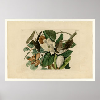 Poster Cuckoo à bec noir