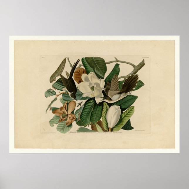 Poster Cuckoo à bec noir (Devant)