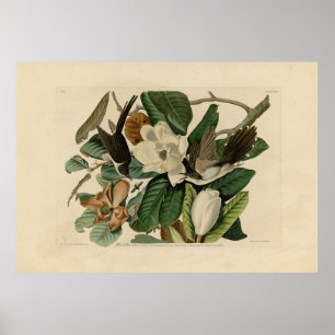 Poster Cuckoo à bec noir - Audubon's Birds of America