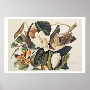 Poster Cuckoo à bec noir sur Magnolia Grandiflora, 1828,