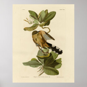Poster Cuckoo de la mangrove des oiseaux d'Amérique d'Aud