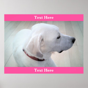 Poster Cuisine Blanc Labrador Retriever Mix Profil de chi