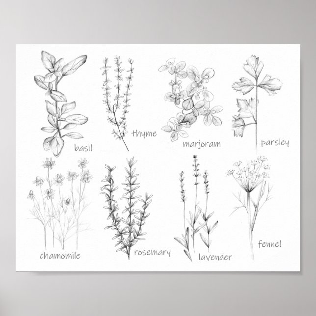 Poster Cuisine de cuisine Herbes Rosemary Basil Marjoram (Devant)