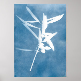 Poster Cuisine Vintage d'Oliveraie Bleue Cyanotype Photo