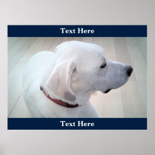 Poster Cuit Blanc Labrador Retriever Mix Dog Profil bleu