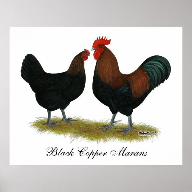 Poster Cuivre noir des Marans (Devant)