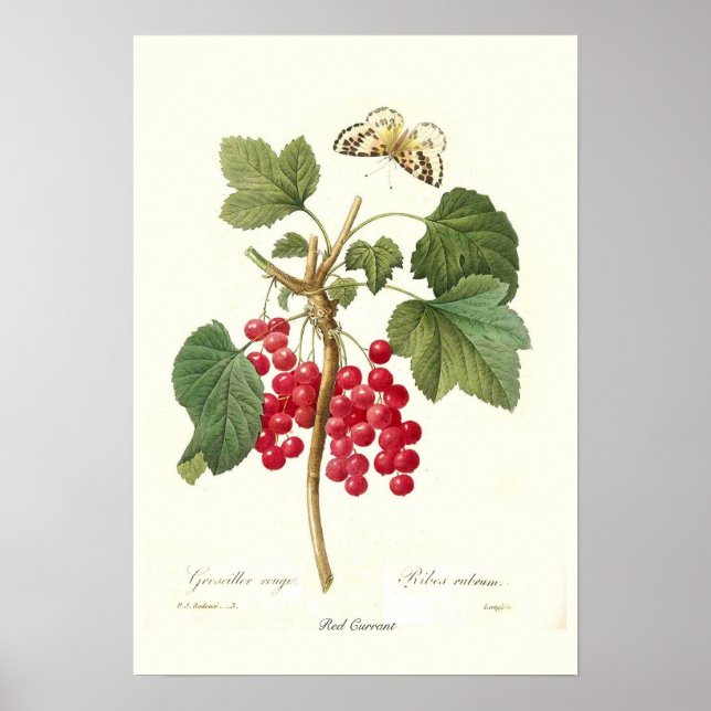 Poster Curateur rouge (Devant)