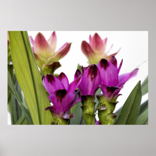 Poster Curcuma