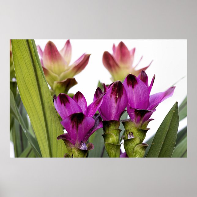 Poster Curcuma (Devant)
