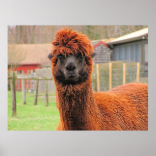Poster Curieux Alpaca ~ imprimer
