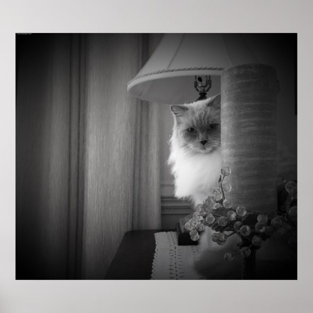 Poster Curieux Chat, (Devant)