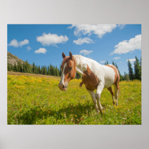 Poster Curieux Cheval dans une prairie alpine en été