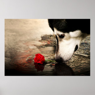 Poster Curieux chien et rose rouge