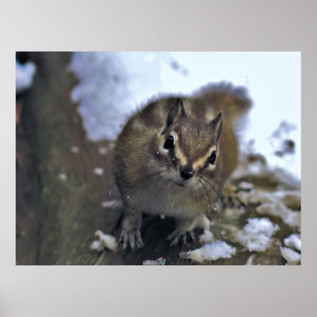 Poster Curieux Chipmunk (Devant)