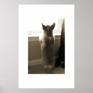 Poster Curieux Corgi