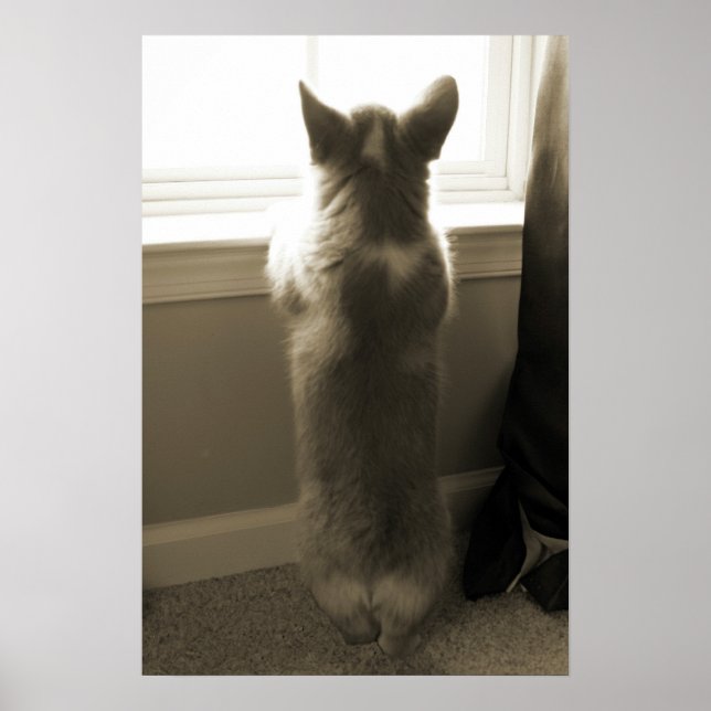 Poster Curieux Corgi (Devant)
