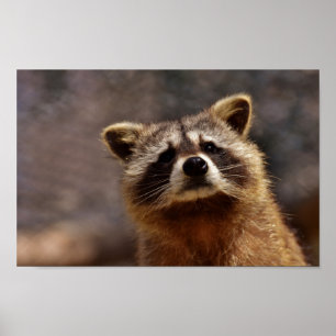 Poster Curieux Raccoon
