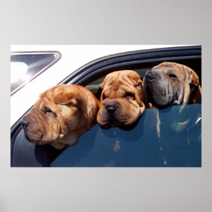 Poster Curieux Shar Pei