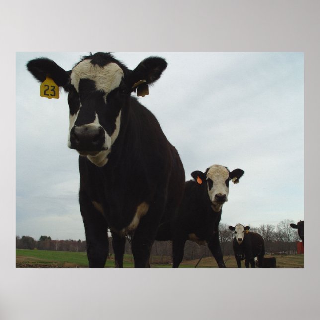 Poster Curieux Vaches 2 (Devant)