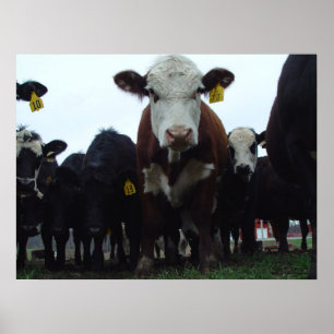 Poster Curieux Vaches 3