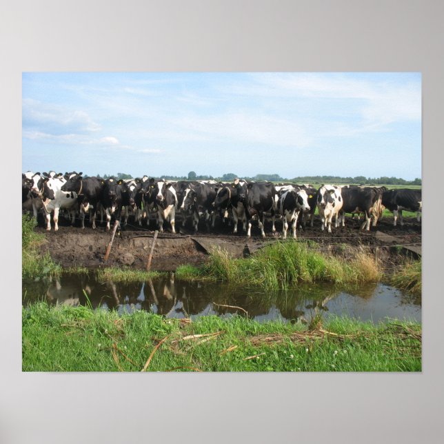 Poster Curieux vaches Frisian Holstein (Devant)