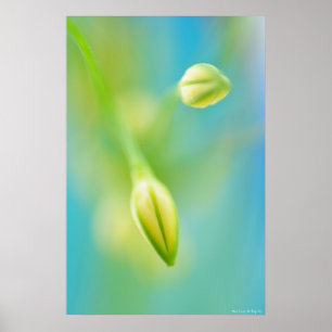 Poster Curiosité floue