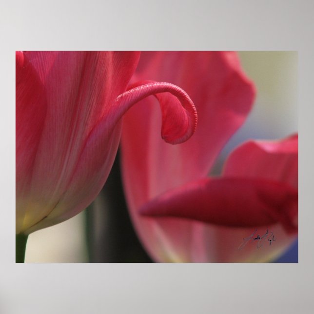 Poster Curl (Devant)