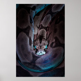 POSTER CURLED BOA CONSTRICTOR