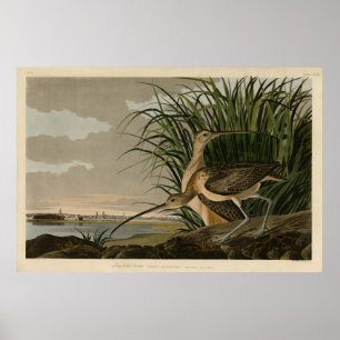 Poster Curlew from Audubon's Birds of America