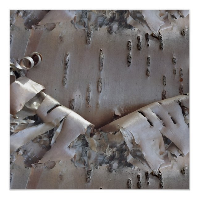 Poster Curly Birch Bark Tree Rustic (Devant)