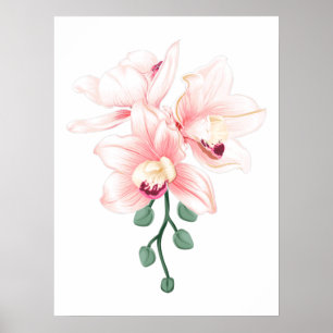 Poster Cut Orchids Flower plants Boat orchid and Cattleya