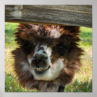 Poster Cute Alpaca