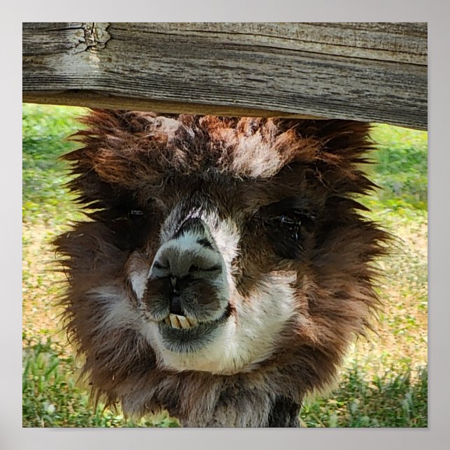 Poster Cute Alpaca (Devant)
