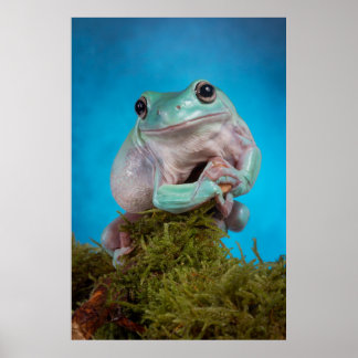 Poster Cute Bleu phase Blancs grenouille des arbres souri