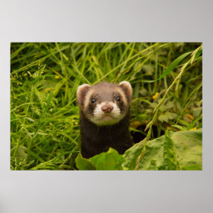 Poster Cute Brown Ferret in the Grass