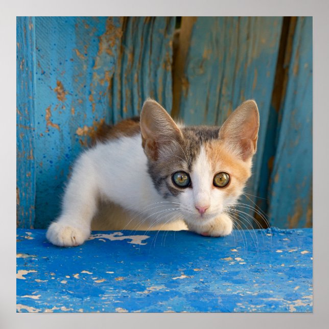 Poster Cute Calico Cat Kitten Drôle Curieux Yeux Photo .. (Devant)