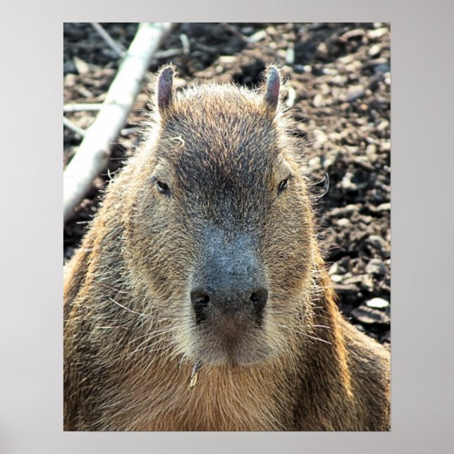POSTER CUTE CAPYBARA (Devant)