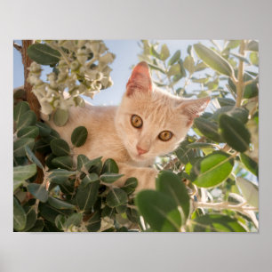 Poster Cute Cat Kitten escalade dans un Eucalyptus Tree -