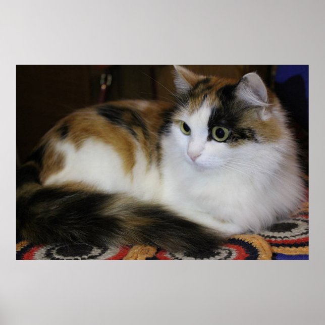 Poster Cute chat animal de compagnie sur tapis coloré Jau (Devant)