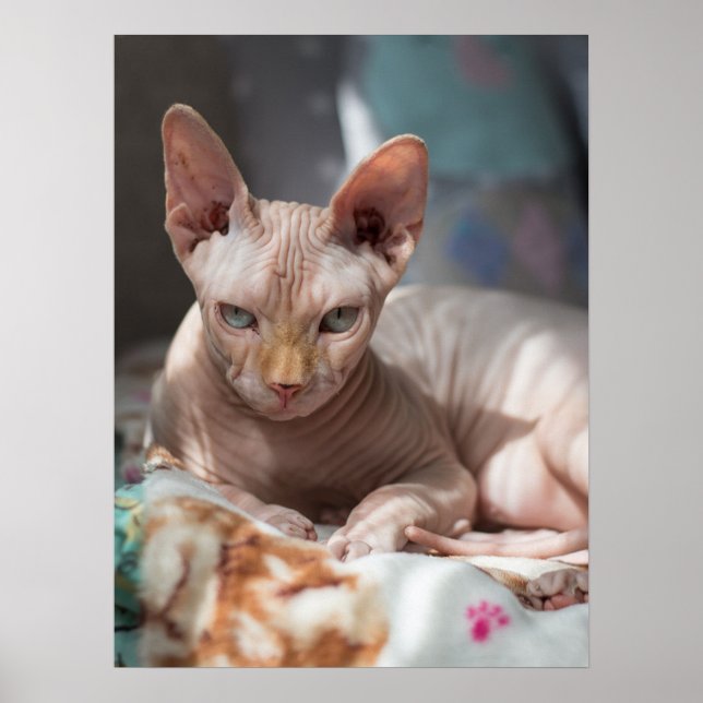 Poster Cute Chat Lounge sans fourrure (Devant)