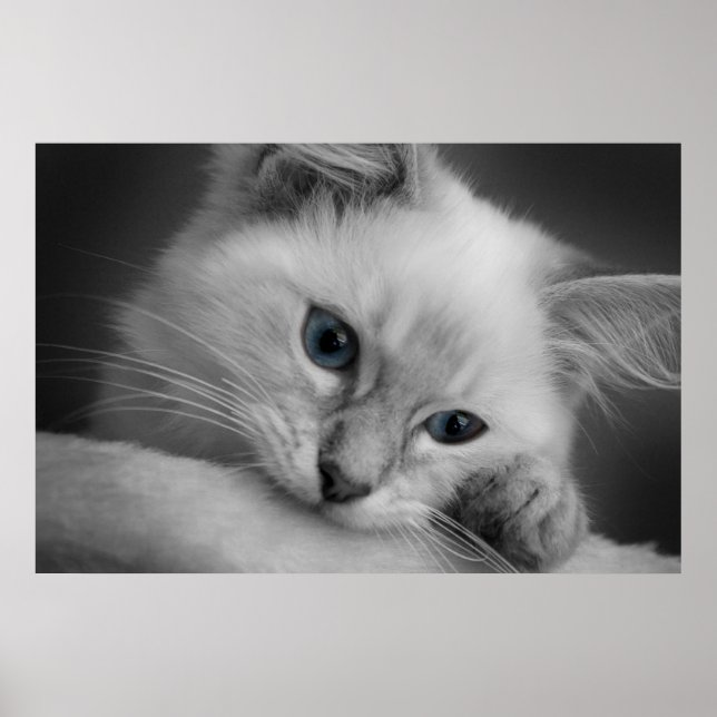 Poster Cute chaton à poupée (Devant)