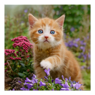 Poster Cute chaton au gingembre dans un portrait de photo