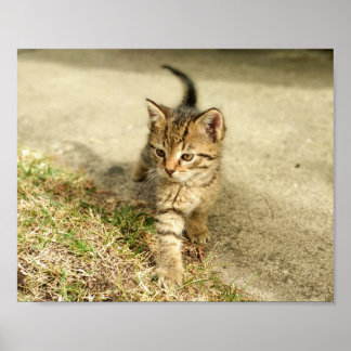 Poster Cute chaton, petite photo de chat